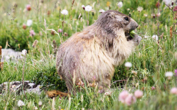 marmottes en vanoise