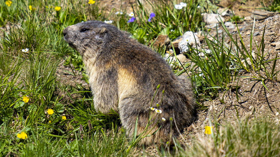 Une marmotte juste après le lac de Bellecombe