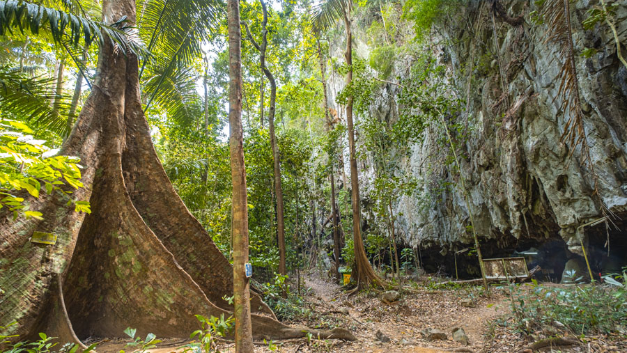 Des arbres impressionnants aux racines géantes lors du parcours dans la jungle au Tiger Cave