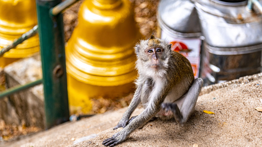 Rencontre avec les singes en bas des escaliers qui montent au sommet