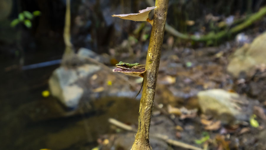 Une grenouille perchée sur un arbre dans la jungle de Phuket